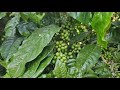 7 ಎಕರೆ Top Condition Arrebika Coffee Estate Near Kodlipete Town Good Soil ಚನಾಗಿರ