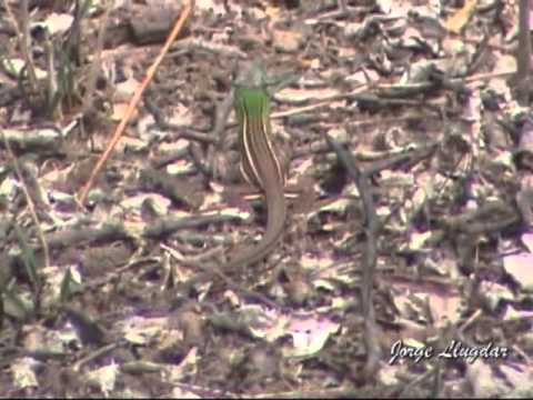 CHACARERA DEL MONTE-MARCELO TOLEDO.