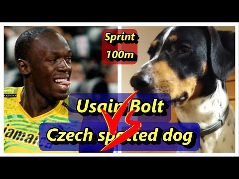 Usain Bolt Vs. Czech spotted dog. Sprint 100m.