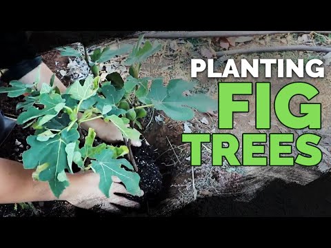 How to Prune a Loquat Tree Fall 2018 Garden Plans 