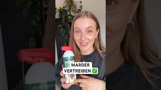 Marder vom Dachboden oder Auto vertreiben. Marder fernhalten und Bissschäden vermeiden. ⚠️