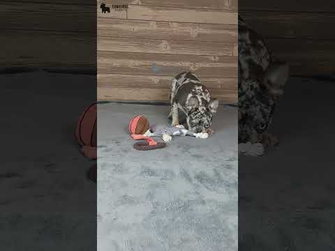 Video 3
