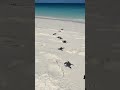 It’s turtle hatching season on Wilson Island! 🐢😍 #turtle #babyturtles #ocean #beach