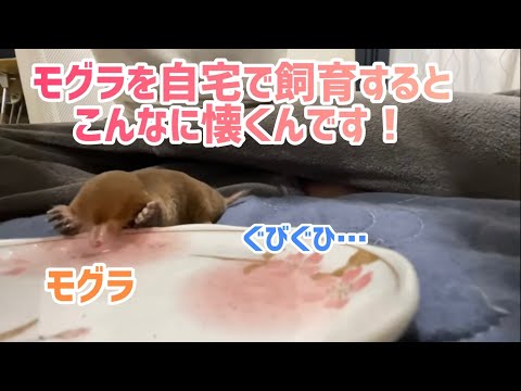 モグラかハタネズミか?一目でわかる違い トピックス