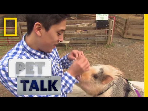 Becoming a Mini-Pet Owner | Pet Talk