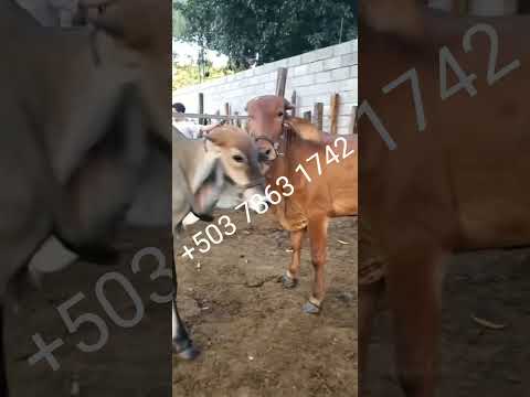 novillas disponibles en San Rafael Oriente, San Miguel