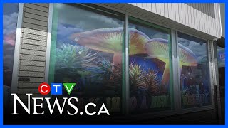 Sudbury magic mushroom shop raided again, employee arrested