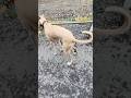 Picking Up Dog Poop