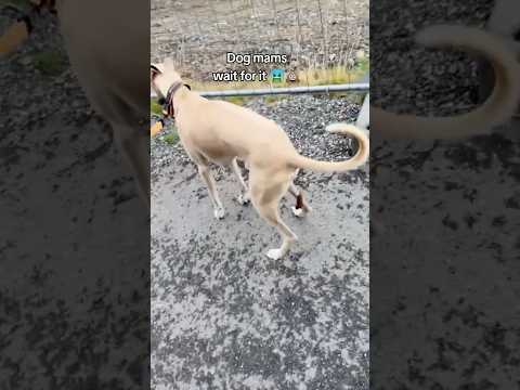 Ramasser les crottes de chien