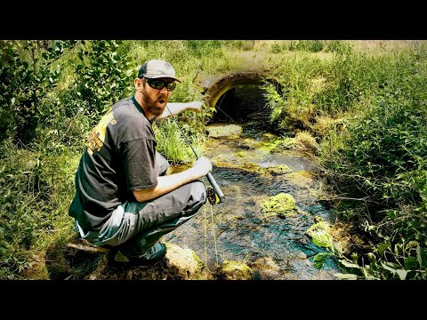 Monsterfisch versteckt sich in diesem kleinen Wiesenbach
