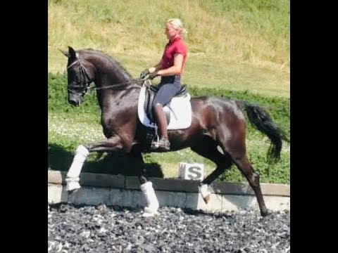 2014 Hanoverian gelding 2nd level www.sporthorses-online.com