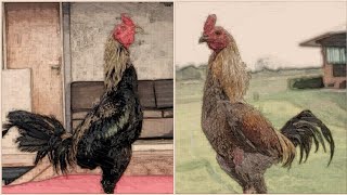 Download lagu Kaolan ayah dari sang legenda yokere // Kosem Farm mp3