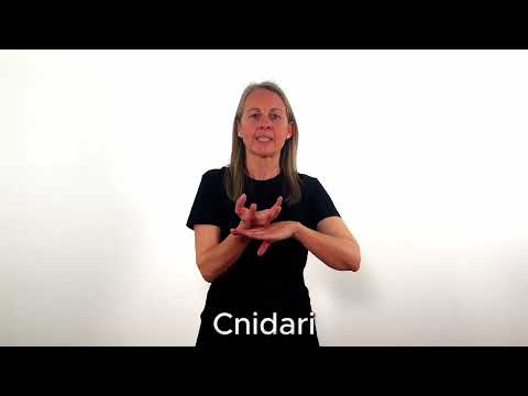 Cnidari - LSC
