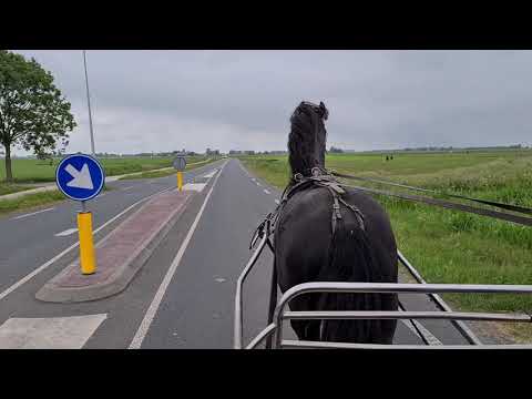 Stal Okkema's Cor stallion of 4 years old Tsjalle x Norbert