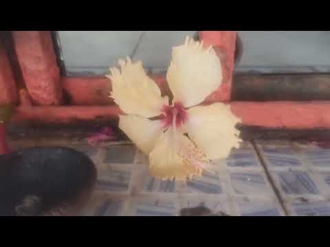 Uncommon flower at Narmada temple Shri Ramghat Hathnora MP in Narmada Parikrama