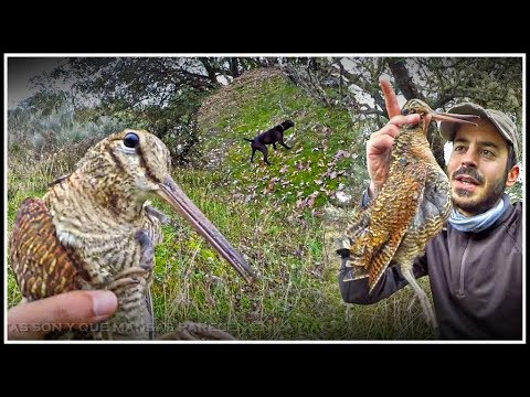 Caza de BECADAS sin Ventajas ¡POR FIN!