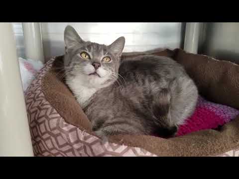Michael, an adopted Domestic Short Hair in Marshfield, WI_image-1