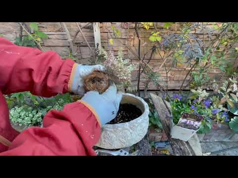 園芸 ココナッツ