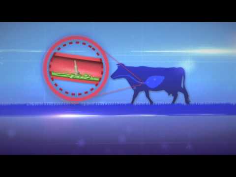 Wandering Shepherd Wireless Bolus Promotional Video