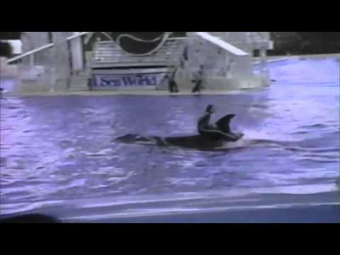 blackfish trailer