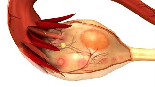 Human Physiology - Menstrual Cycle: Uterine Cycle