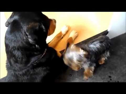 17. März 2015 - Hundekindergarten (Klein und Groß)