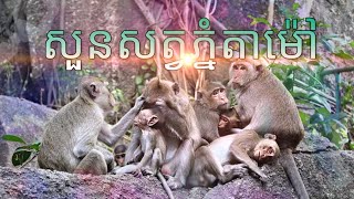 preview picture of video 'សួនសត្វ​ភ្នំតាម៉ៅ '