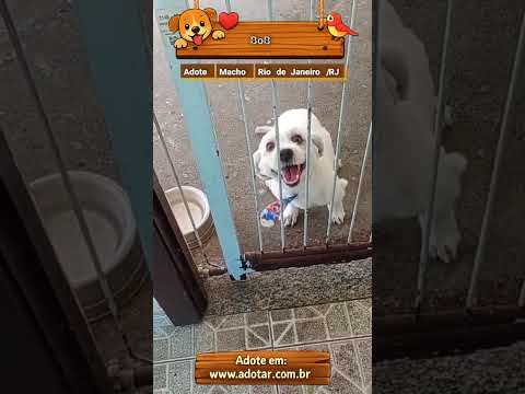 Vídeo de BoB