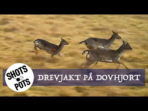 SPÄNNANDE DREVJAKT PÅ DOVHJORT