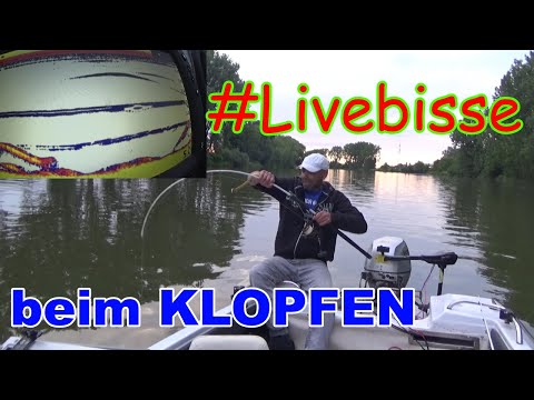 Waller #livebisse auf dem Echolot beim Klopfen mit Wallerholz. Welsangeln in Deutschland.