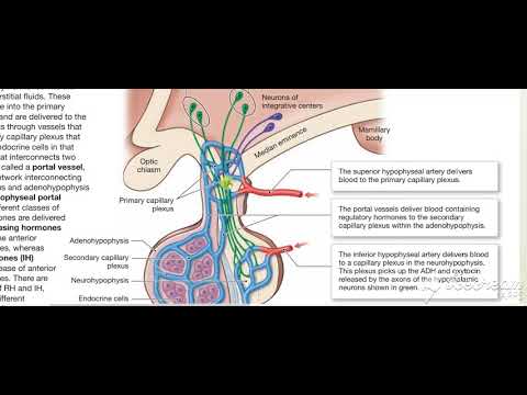 Pituitary blood supply 2