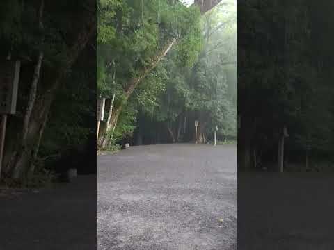 Living Presence in Rain at Naikū, Ise Jingu - YouTube Short