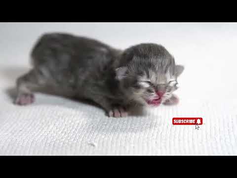 A collection of cat meow meow videos, please subscribe 🥹🙏#cat  #cute