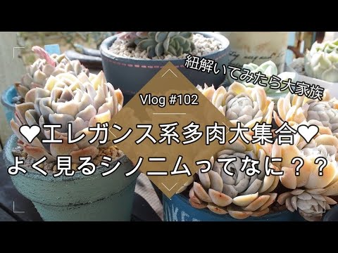 園芸 エレガントなエケベリア