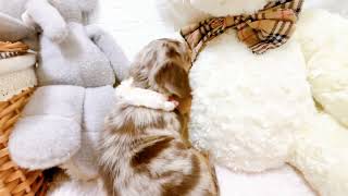 ハーフ犬の動画01