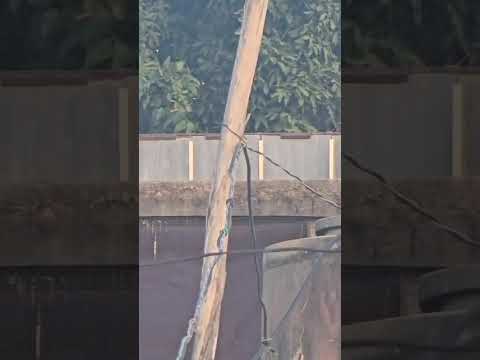 Paloma de rifa la cogio palomo de mateo