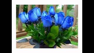 Si no me querias los yonics