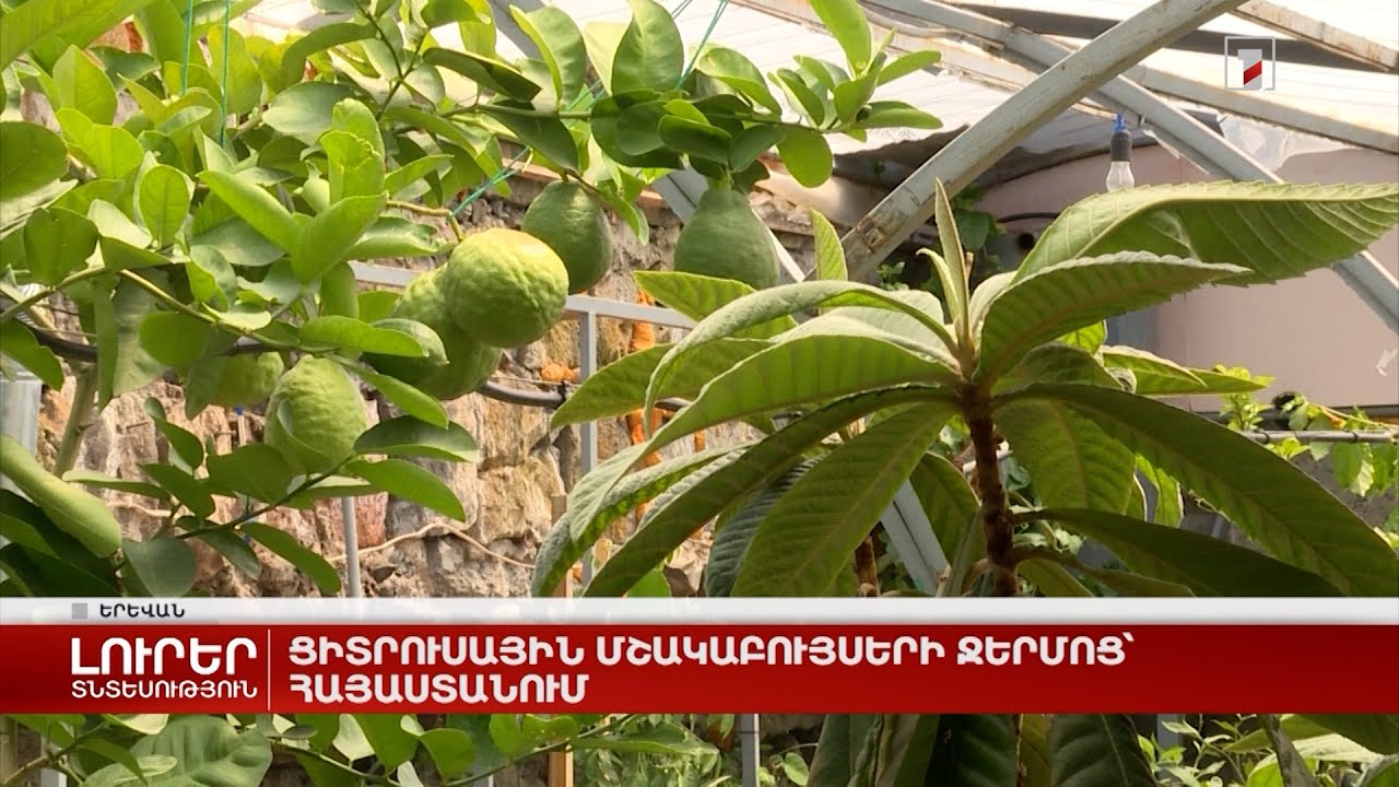 Ցիտրուսային մշակաբույսերի ջերմոց` Հայաստանում