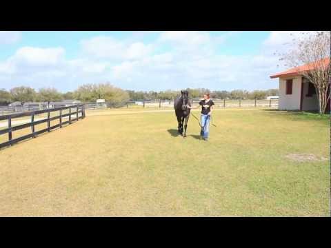 Unbridled's Song - Diplomat Lady