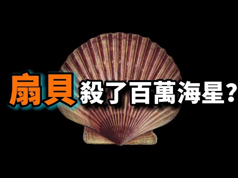 貝類種類