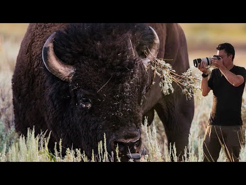 WILDLIFE PHOTOGRAPHY Q & A: Best Canon Cameras & Lenses For Yellowstone, R8 Any Good, Where's My R7