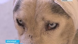 Собаку изуродовали до неузнаваемости