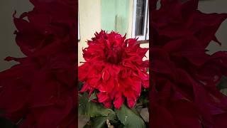 Download lagu King size Dahlia 😍 #dahlias mp3