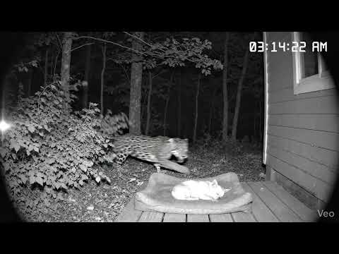 Flagrante de ataque de onça, Pitbull salvando seu amigo cachorro que estava dormindo.