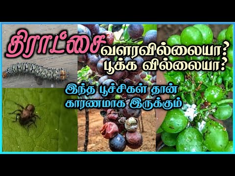 , title : 'திராட்சை வளர்ப்பில் பூச்சிகளை கட்டுப்படுத்துவது எப்படி/How to control grapes pests in tamil'