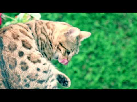 5 INTERESTING FACTS ABOUT BENGAL CAT
