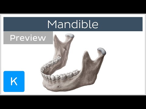 Mandible: structure and bony landmarks (preview) - Human Anatomy | Kenhub