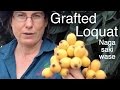 Nagasakiwase Loquat Fruit Tree - How To Grow