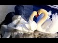 Владимир Захаров и Рок-Острова - Два белых лебедя 