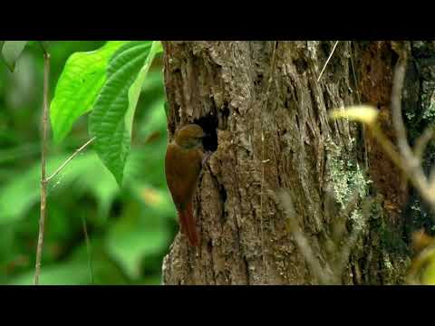 Wedge-billed Woodcreeper - Trepatroncos Piquicuña
